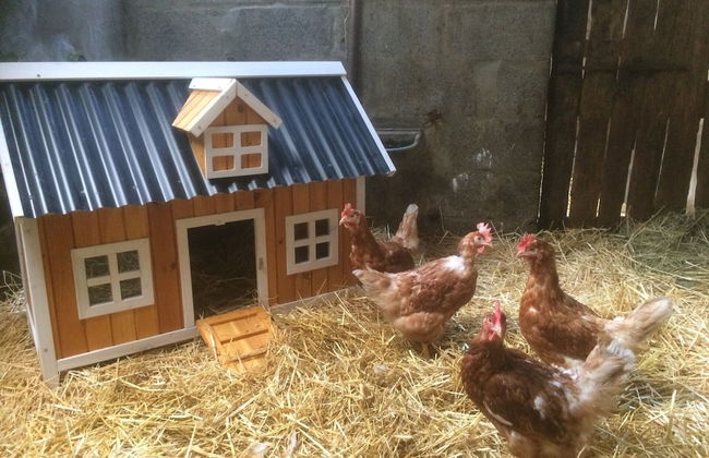 The Cuddly Cow Cosy Barn Studio Campview Farm Stay - Foto 21