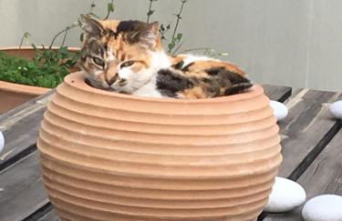 Entire independent maisonette near Heraklion Pottery Classes - Foto 26