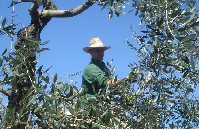 Podere delle Fanciulle - Foto 45