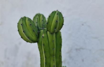 Monte da ti Luzia - Foto 41