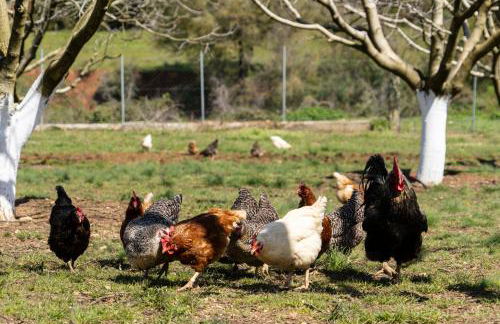 Dream House - Foto 26