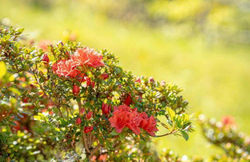 La Rosa Bianca - Foto 42