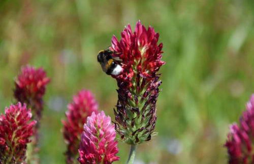 Ferienhaus "Rugard" in Dranske - Foto 36