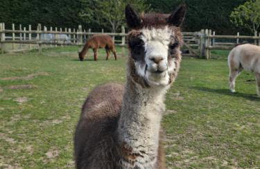 Oak Cottage with private log fired hot tub - Photo 23