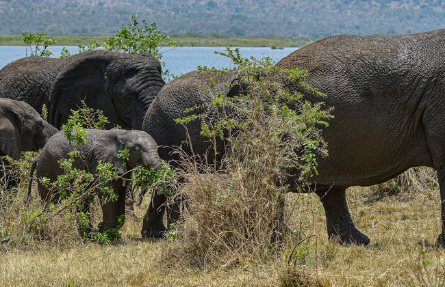 Akagera National Park & Lake Muhazi Private Safari - Photo 1