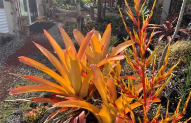 Exotic Garden cottage at amazing volcano fissure - Foto 79