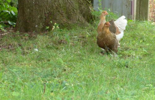 Ferienwohnung Ronja - Foto 28