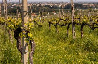 Castello di Ribano Le Dimore - Foto 56