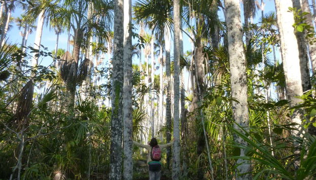 Caminatas por la selva