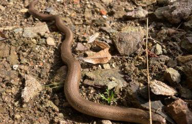Dom Gościnny Zarembianka - Foto 74