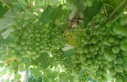 Casa delle Rose - Foto 40