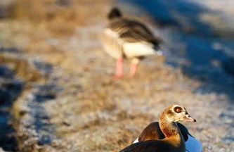 Seeliebe, 300 Meter zum Wasser, mit Terrasse und Garten - Foto 49