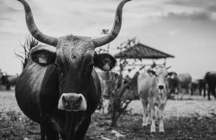 DONNAPAOLA MODERN FARM - Foto 69