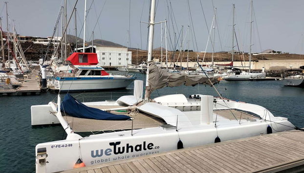 Whale & Dolphin Watching in Puerto Calero - Foto 2