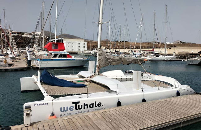Whale & Dolphin Watching in Puerto Calero - Photo 2