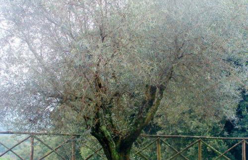 Casa di Asate - Appartamento etrusco a Farnese - Foto 21