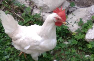 la masseria di Antonio e Teresina - Foto 30