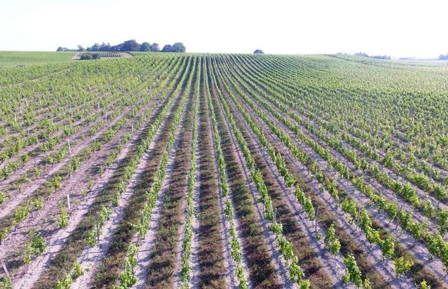 Château Pierre de Montignac - Foto 32