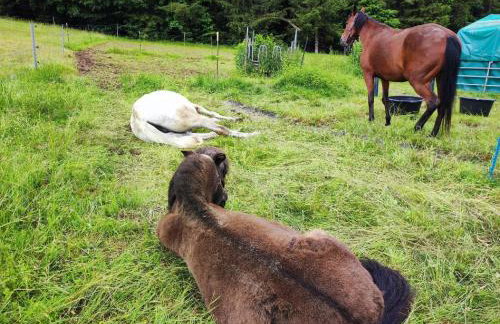 Helga's Candy Ranch - Foto 23