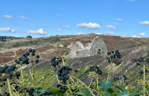 Les Sternes - Foto 54