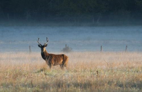 Chateau et piscine privé près du Chateau de Chambord - Photo 29