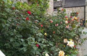 The Saddle Room - Photo 80