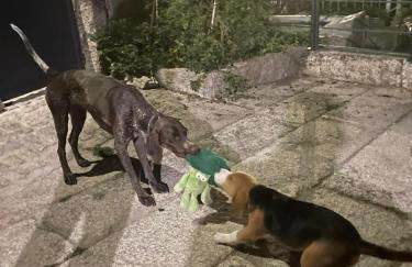 CabrilHome - AL Gerês - Foto 44