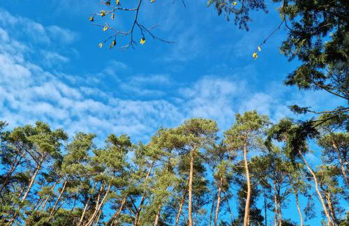 Waldhaus Dötlingen Ferienhaus im Naturpark - Foto 19