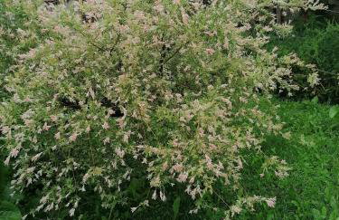 Domek Dobra - Foto 16