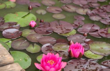 Familienfreundlich im Naturpark Haßberge mit gehobener Gastronomie - Foto 18