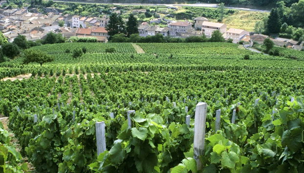 Excursion à la découverte des vins de la Vallée du Rhône