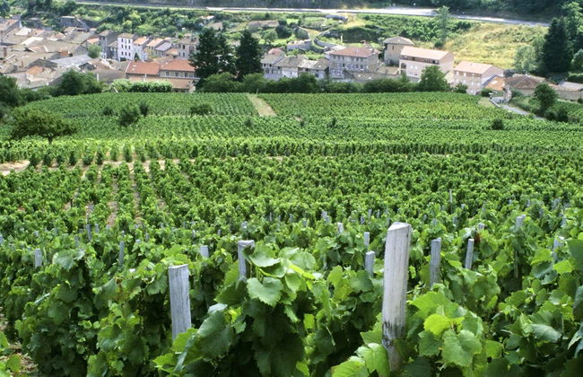 Rhone Valley Wine Tour - Photo 5