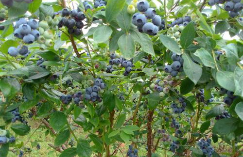 Studio apartman Šafarić - Foto 15