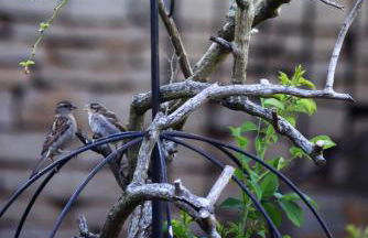 La Victoire de Noyers - Foto 76