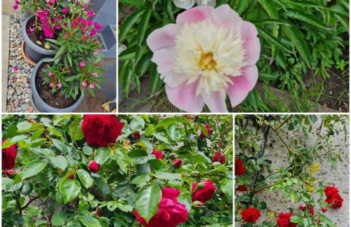 Ferienwohnung zu den Blauen Schafen - Foto 14