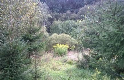 Jabłkowo-na skraju Puszczy Boreckiej ŚNIADANIA W CENIE - Foto 34