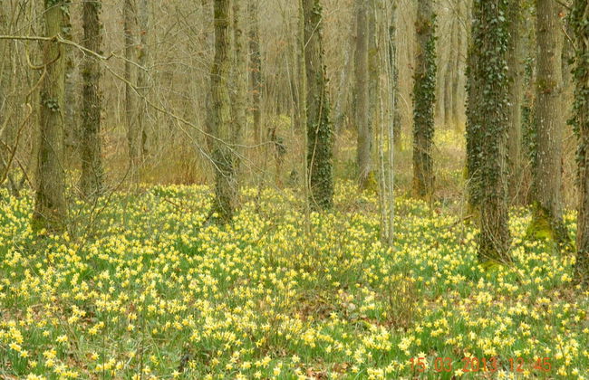 Quaint Holiday Home in Beauraing Belgium With Private Garden - Foto 30