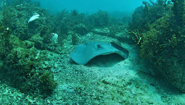 Arraial do Cabo Diving - Foto 5