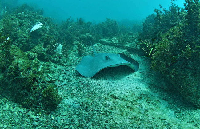 Arraial do Cabo Diving - Photo 5