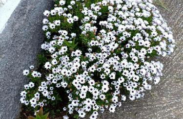 Anna Daniil Oasis Studios Skala Kallonis - Foto 50