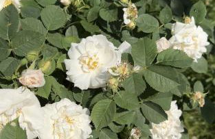 Hygge Młyńsko - Foto 30