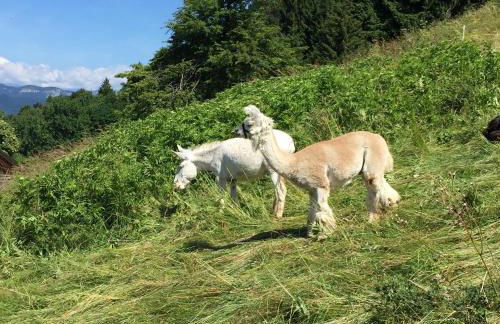 Trentino in malga: Malga Zanga - Foto 83