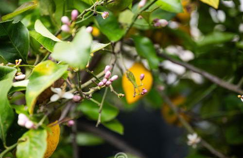 Maria Grazia's Holiday Home - Foto 40