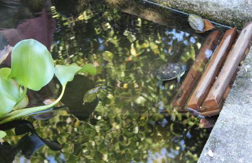 Cottage in Santa Comba with Pool - Photo 32