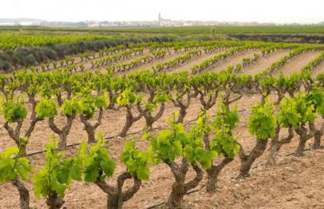 Casa rural Ardetxal a 16km de Logroño y Laguardia - Foto 43