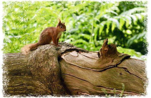 Blelham Tarn Rustic cabin in tranquil woodland - Foto 24