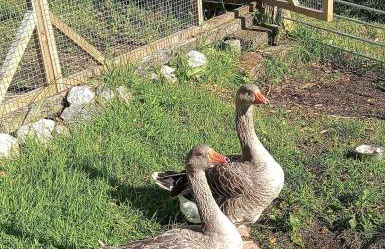 The Wee Bothy at Larchwood Croft - Photo 24