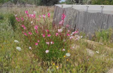 Trullo Contrada Specchi - Foto 6