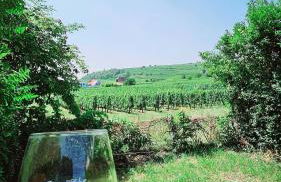 La signature d'Alsace - Photo 21