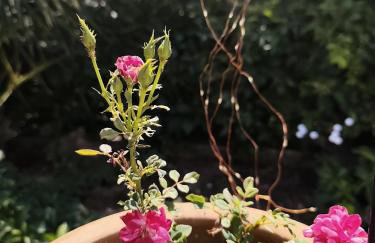 Elia Village by Irida Iris Group - Foto 44